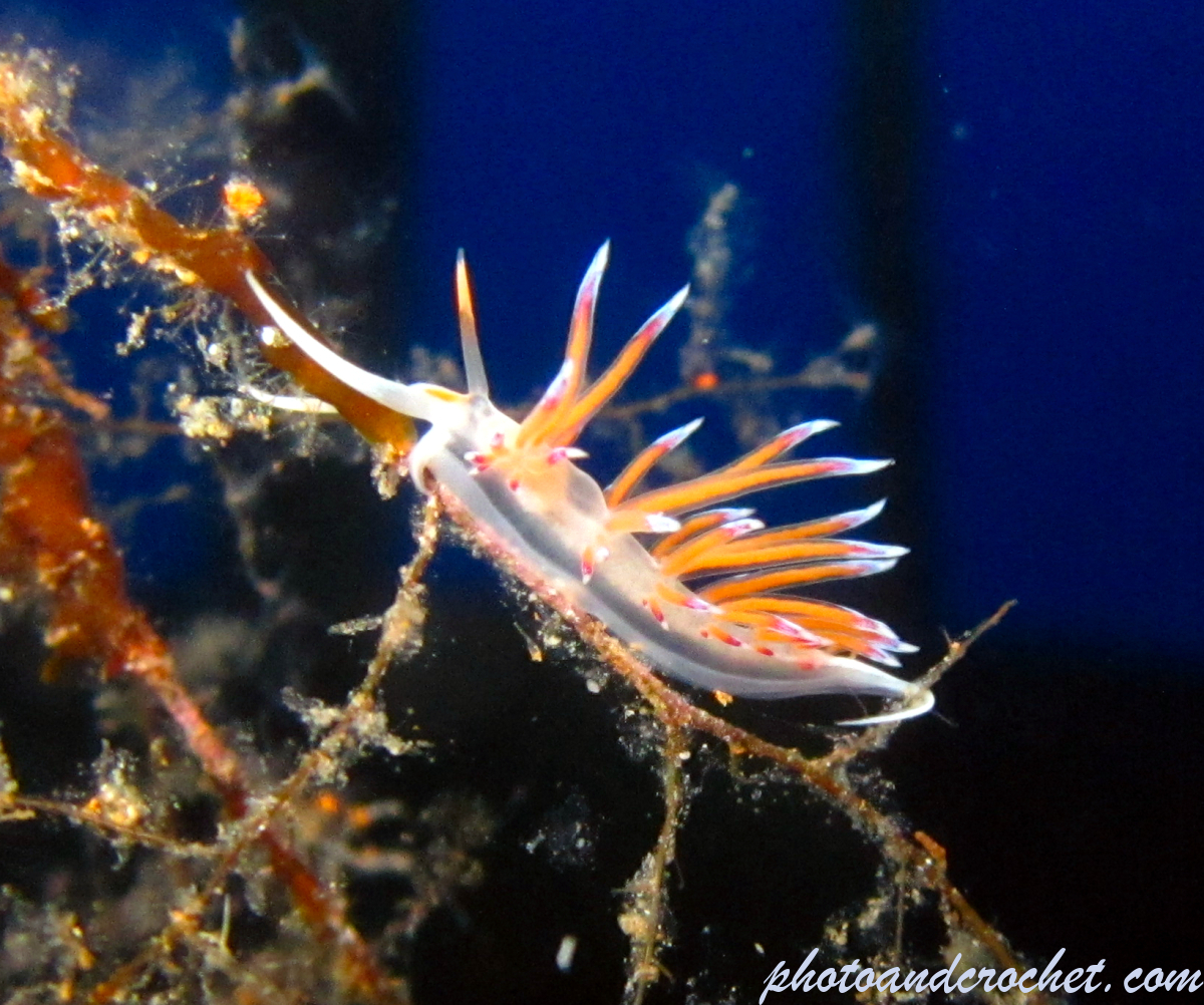 Nudibranch - Image