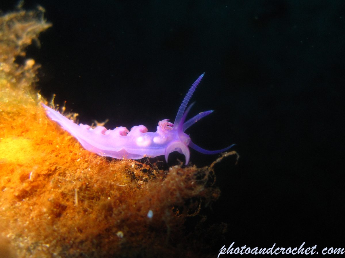 Nudibranch - Image
