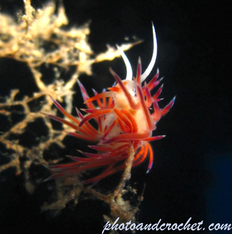 Nudibranch - Image