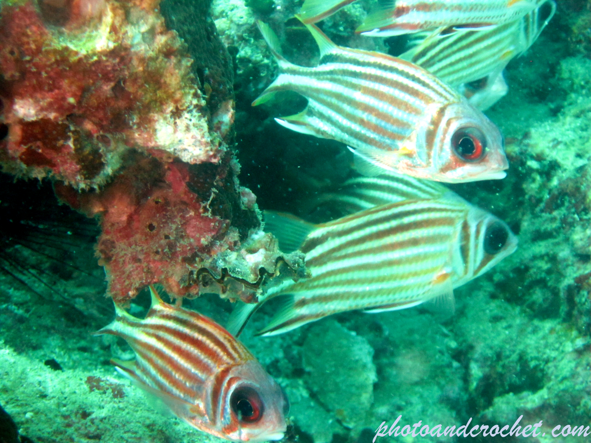 Striped Squirrelfish - Image