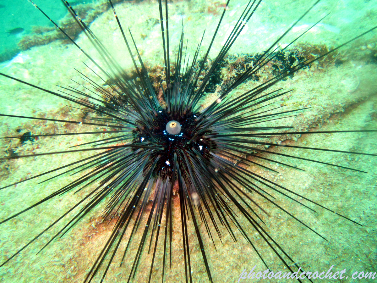 Long-spined black sea urchin - Image