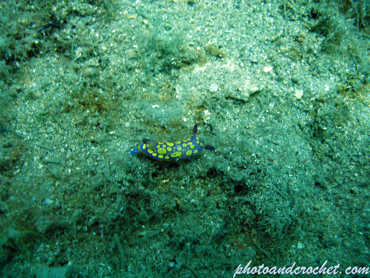 Nudibranch - Image