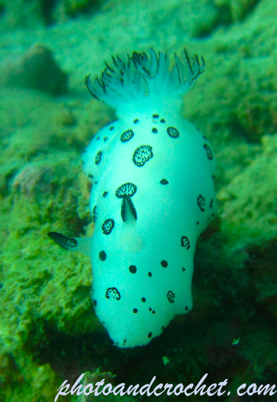 Nudibranch - Image