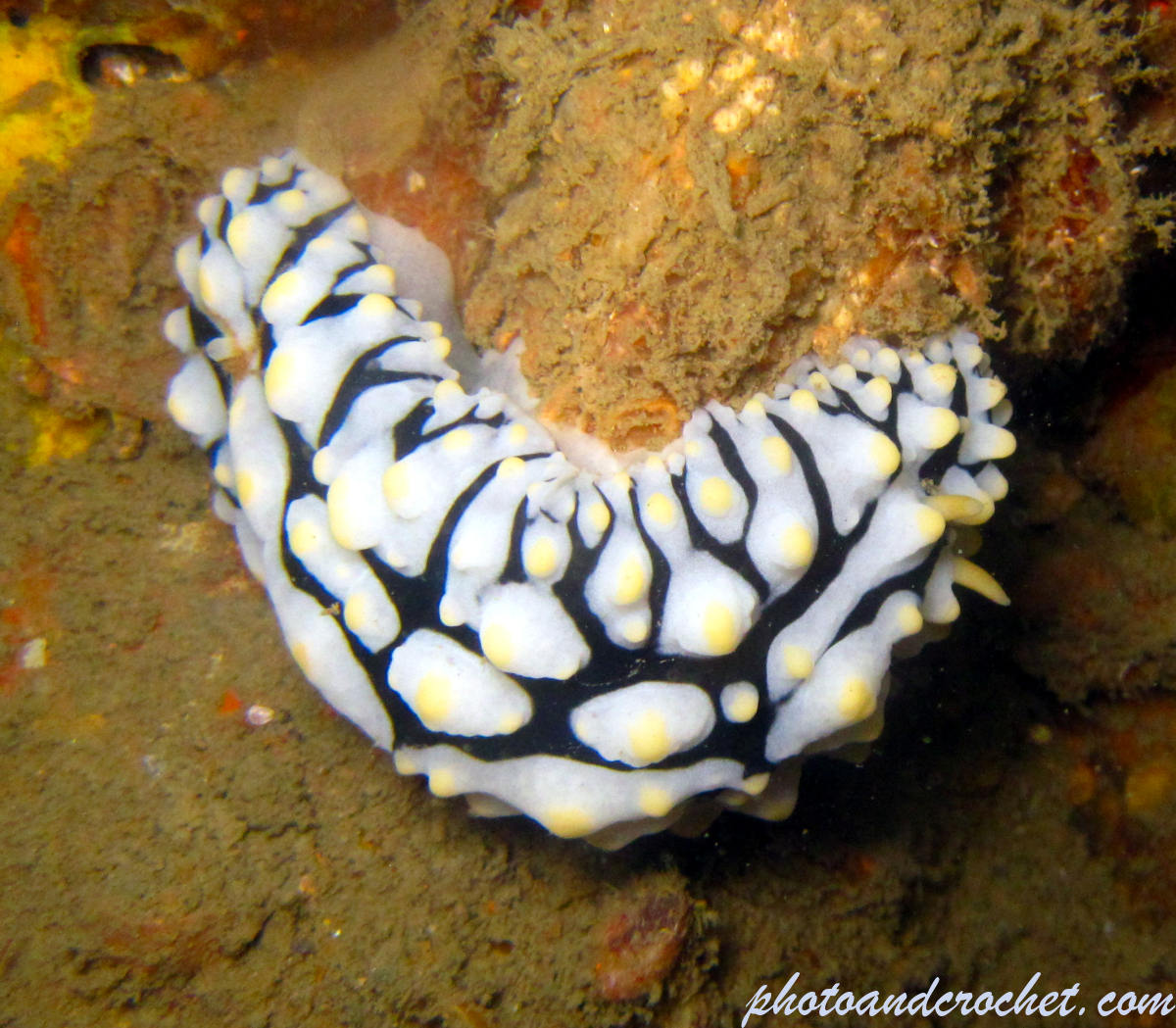 Nudibranch - Image