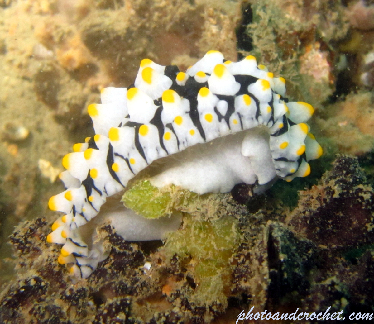 Nudibranch - Image