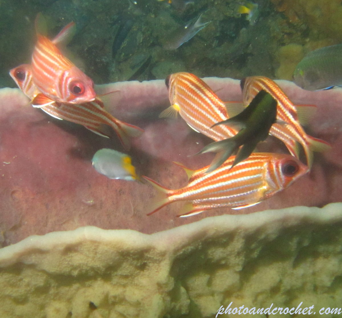 Striped Squirrelfish - Image