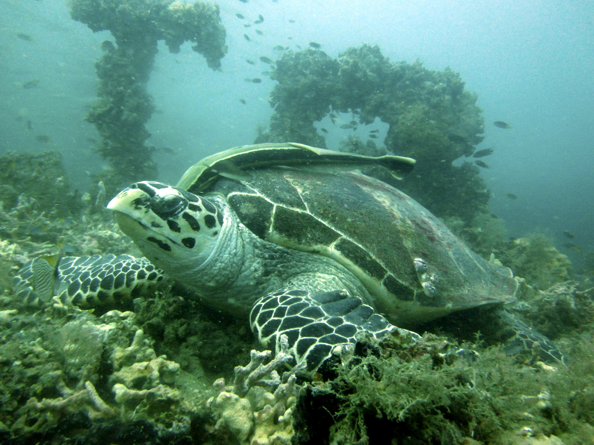 Green sea turtle - Image