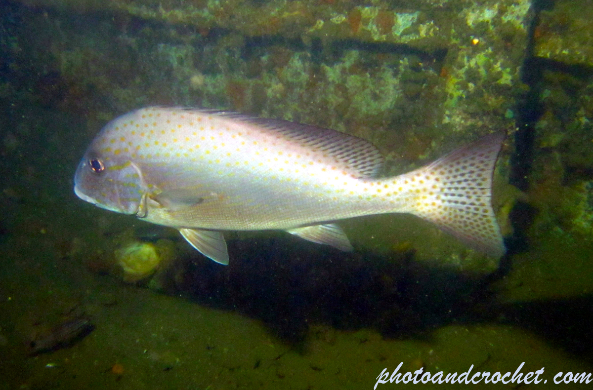 Painted Sweetlips - Image