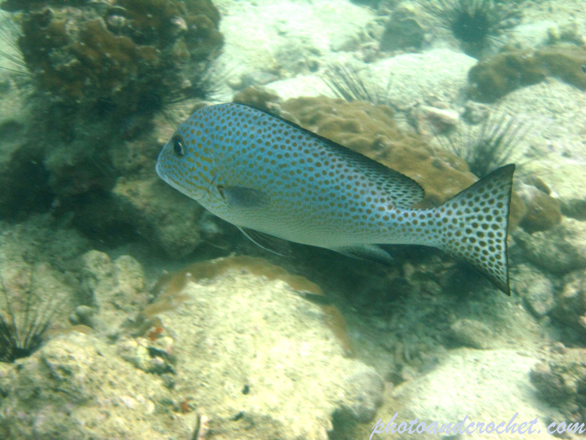 Painted Sweetlips - Image