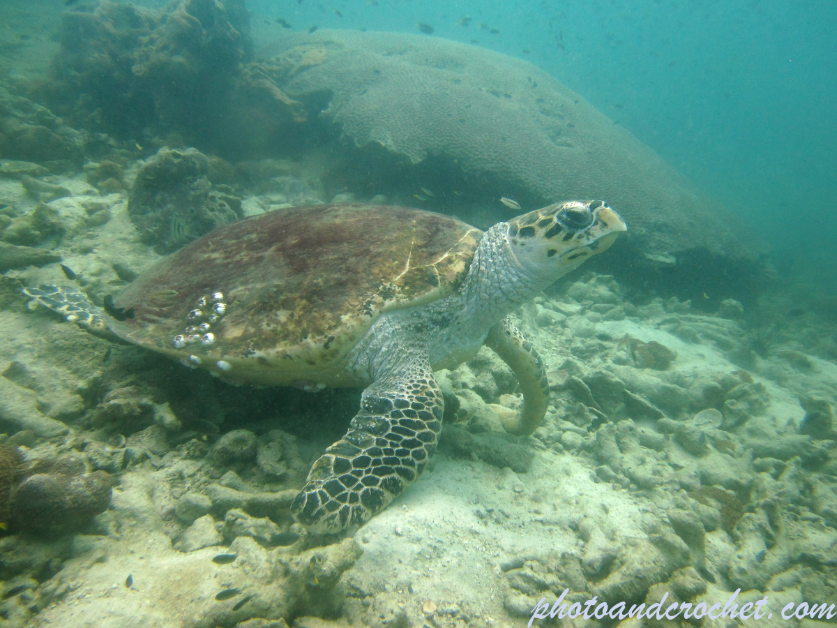 Green sea turtle - Image