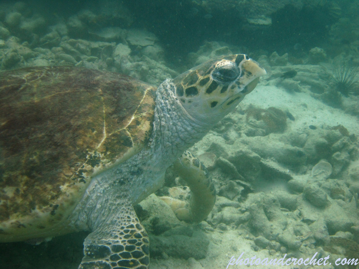 Green sea turtle - Image