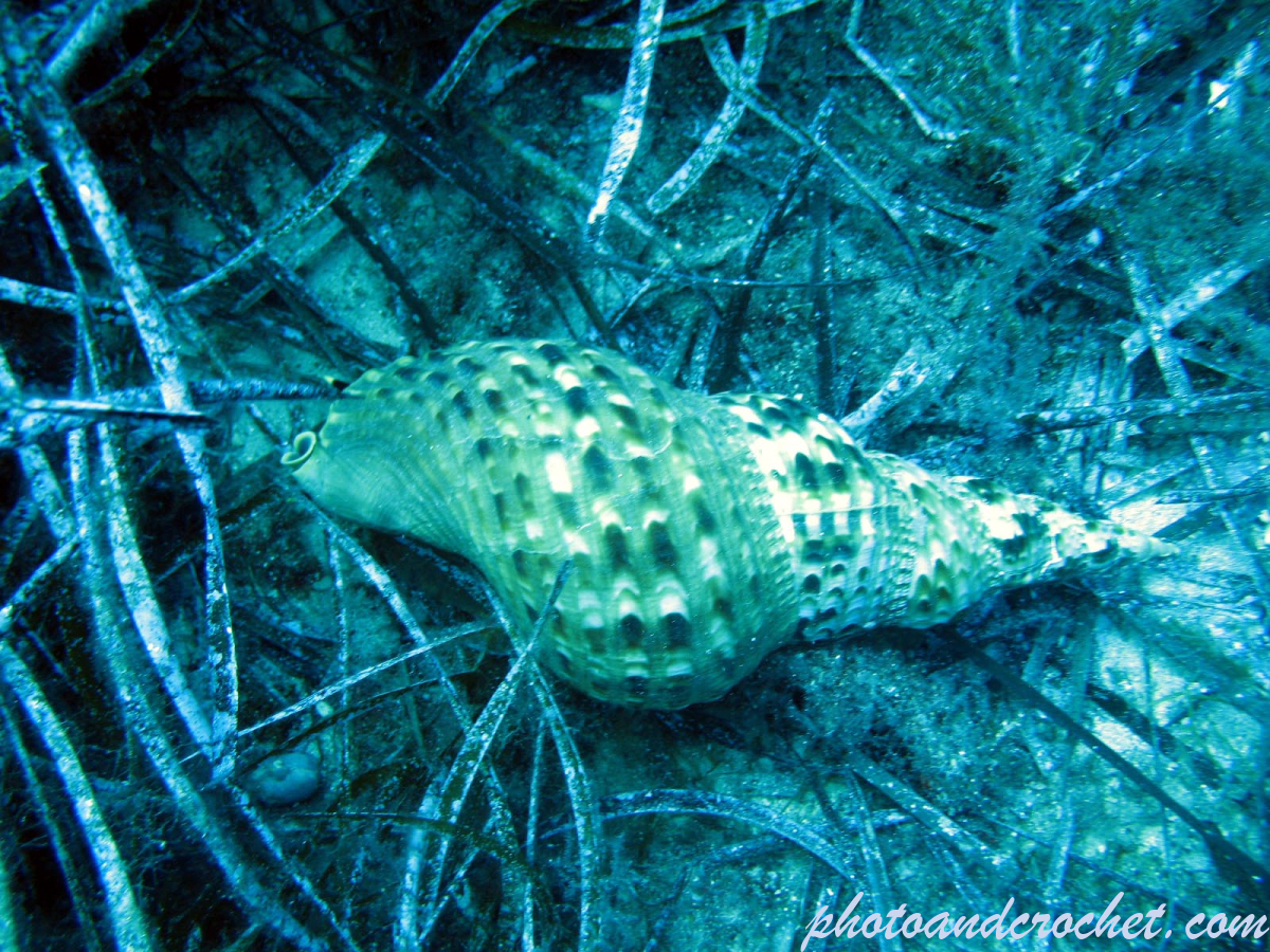 Knobbed triton - Image