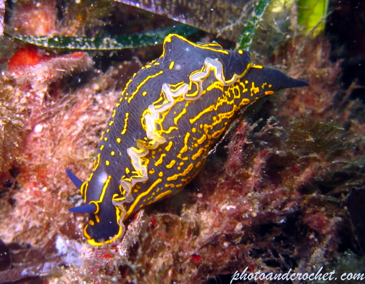 Nudibranch - Image