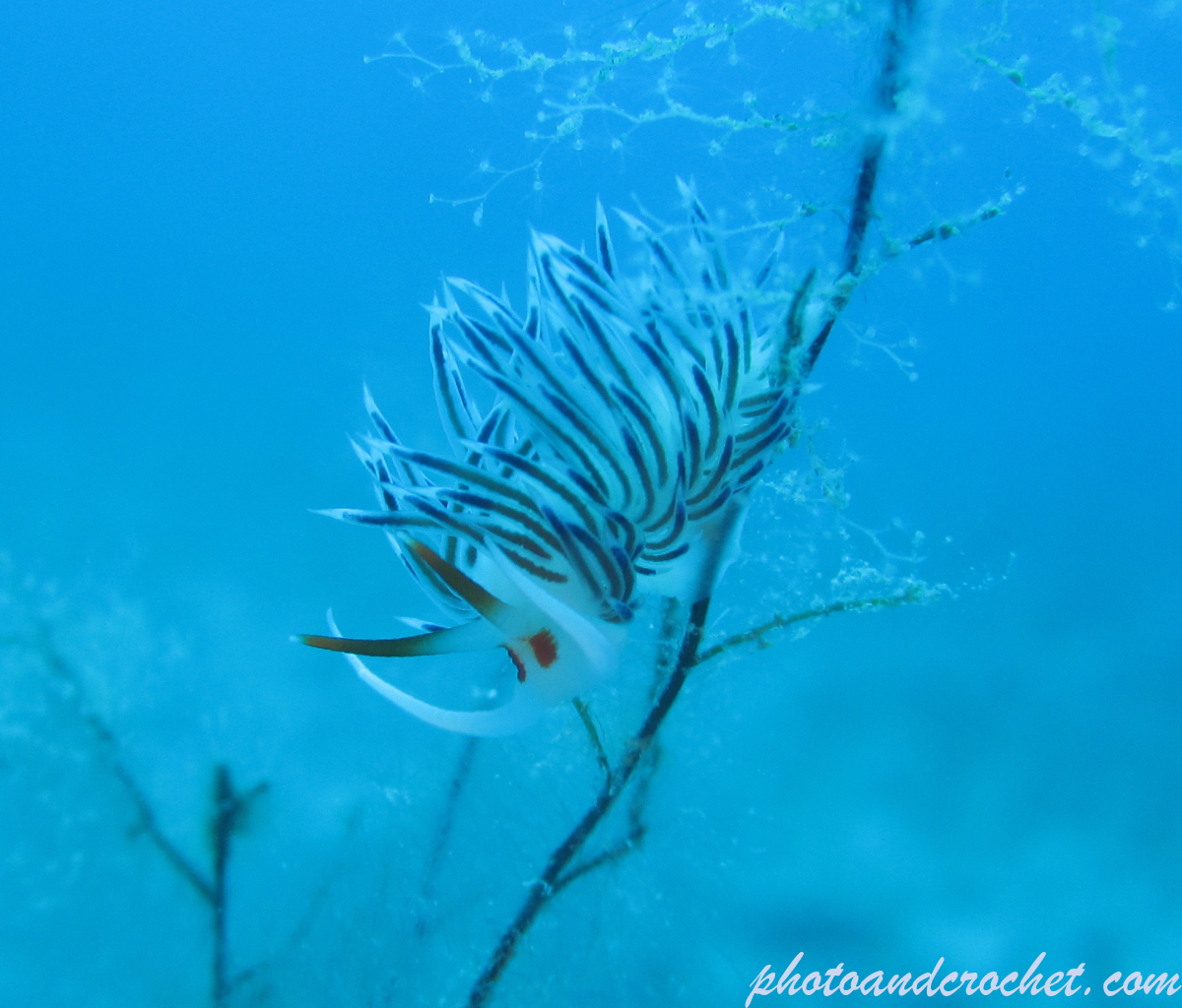 Nudibranch - Image