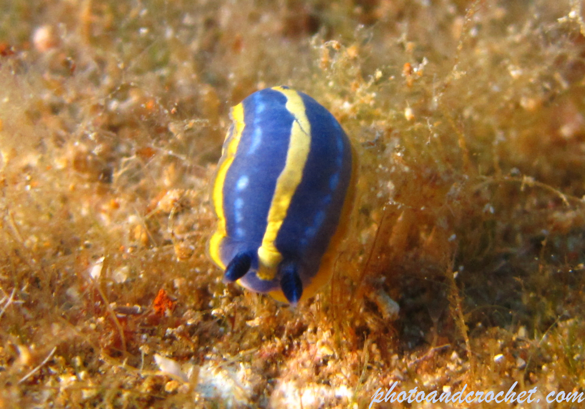 Nudibranch - Image