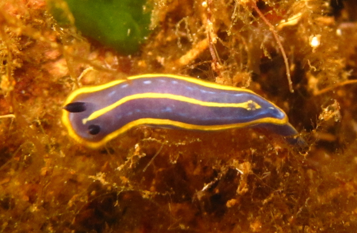 Nudibranch - Image