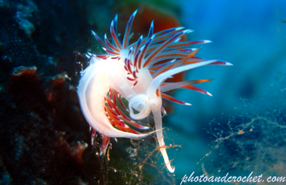 Nudibranch - Image