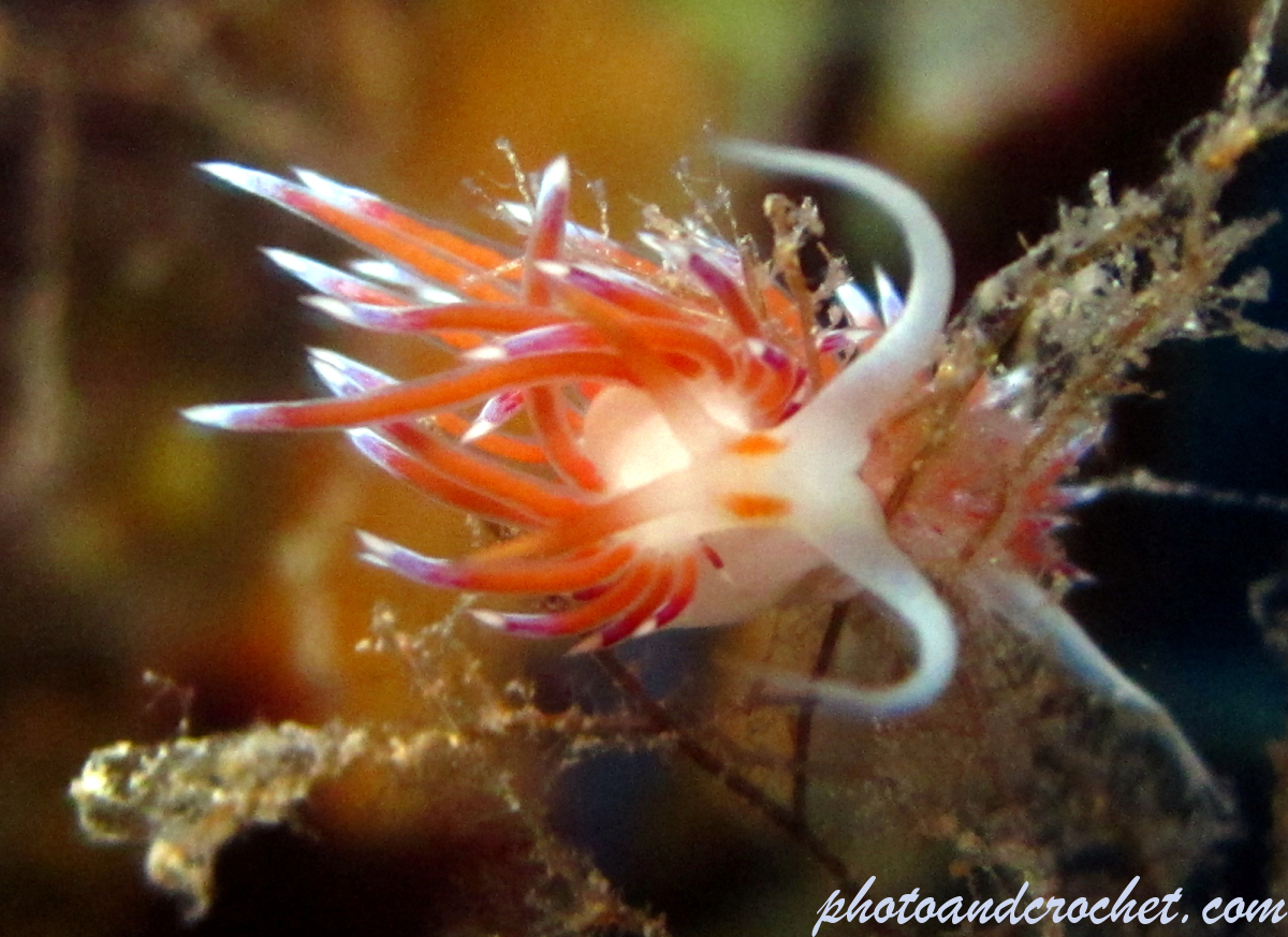 Nudibranch - Image