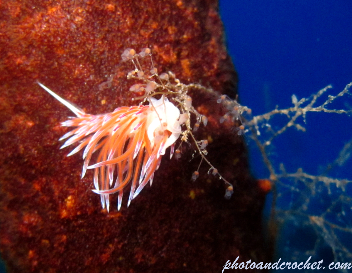Nudibranch - Image