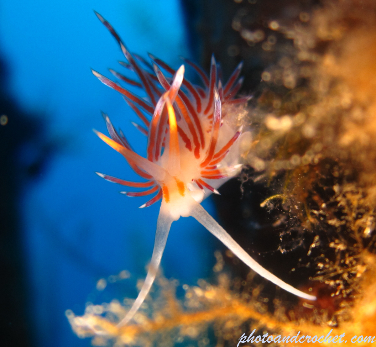 Nudibranch - Image