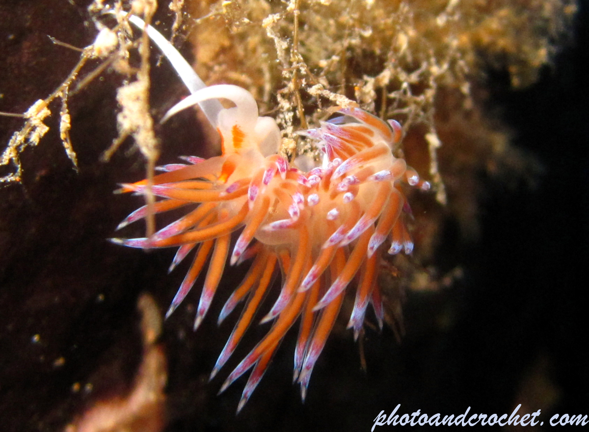 Nudibranch - Image