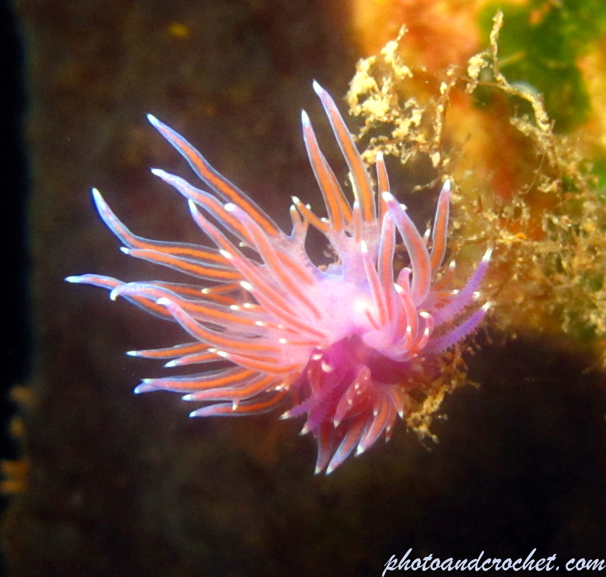Nudibranch - Image