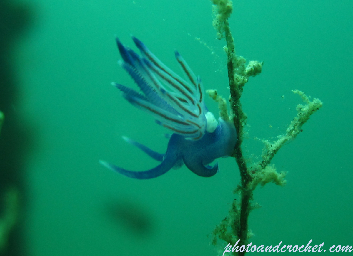 Nudibranch - Image