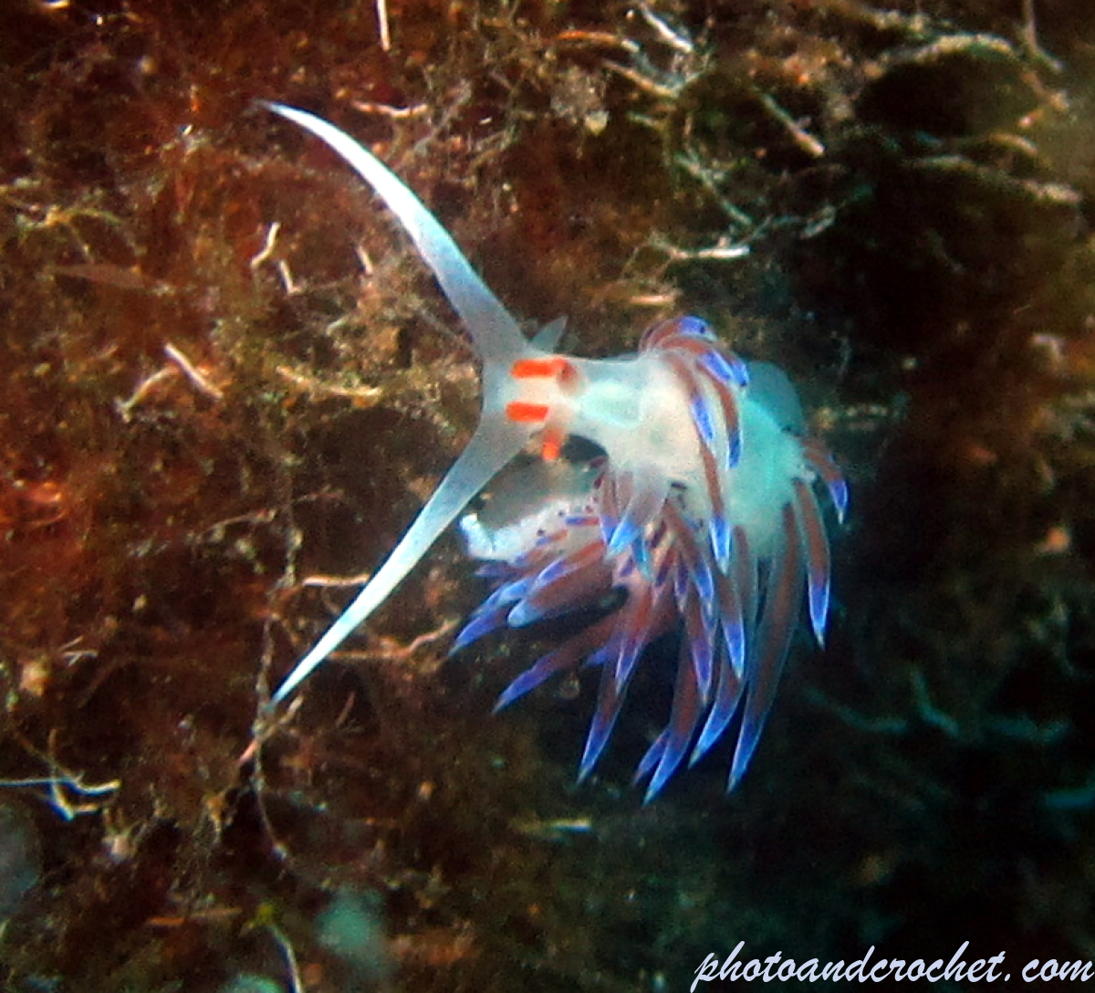 Nudibranch - Image