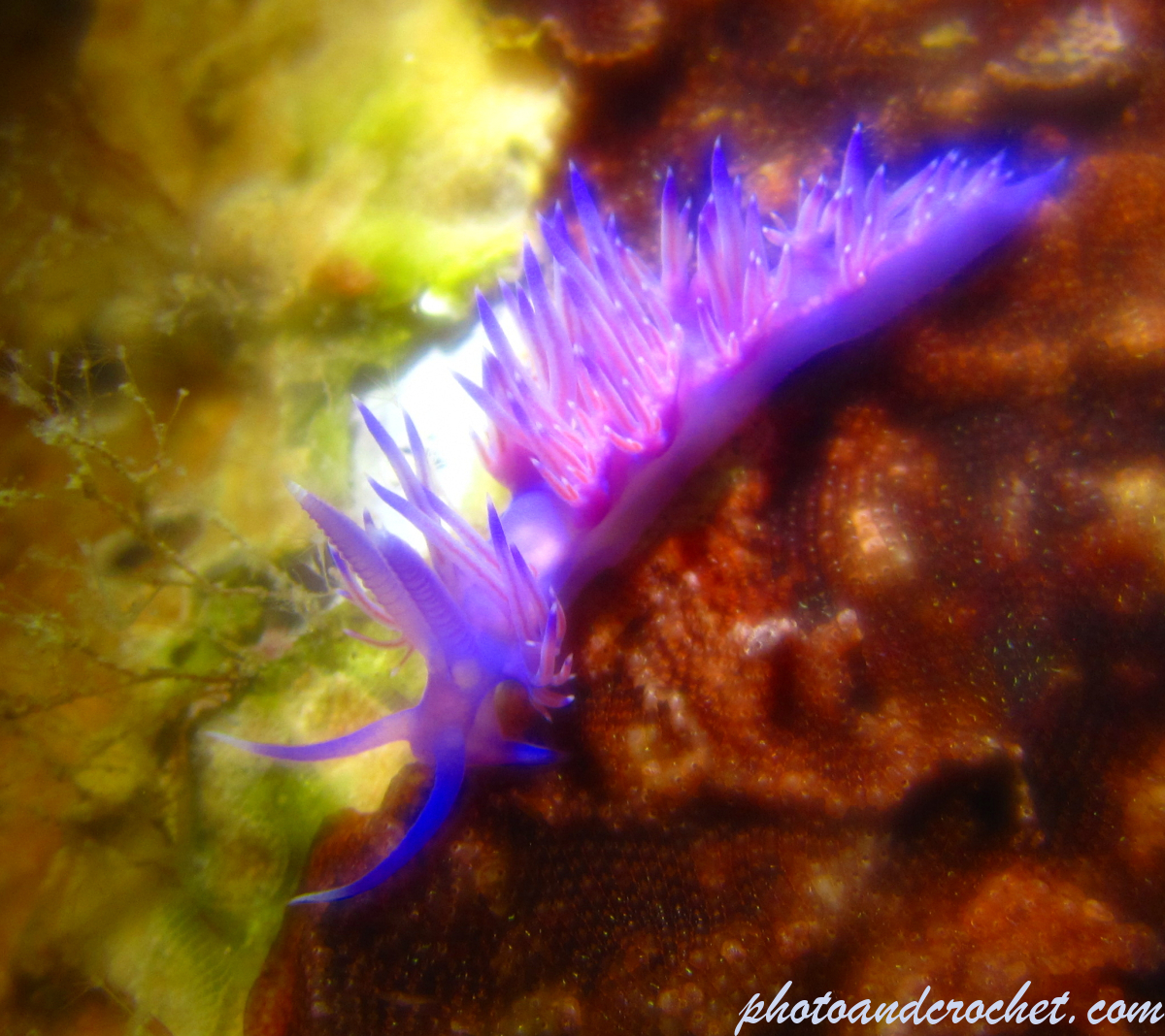 Nudibranch - Image