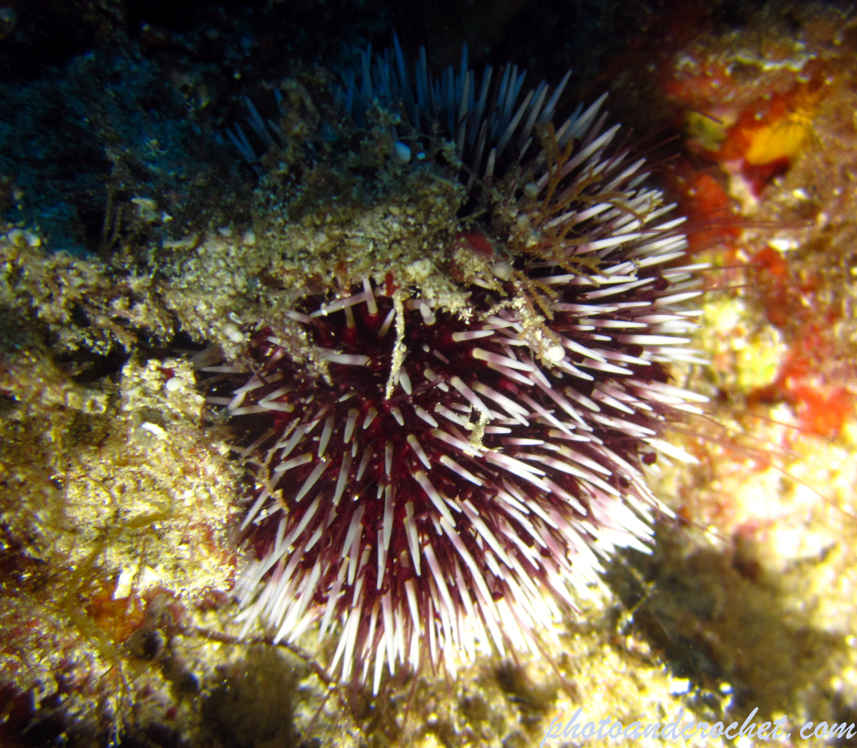 White tip sea urchin - Image