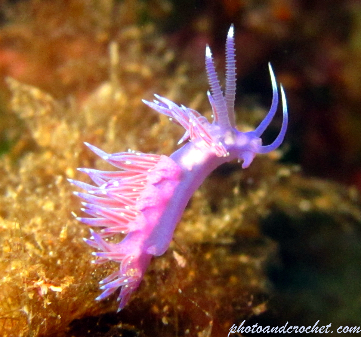 Nudibranch - Image