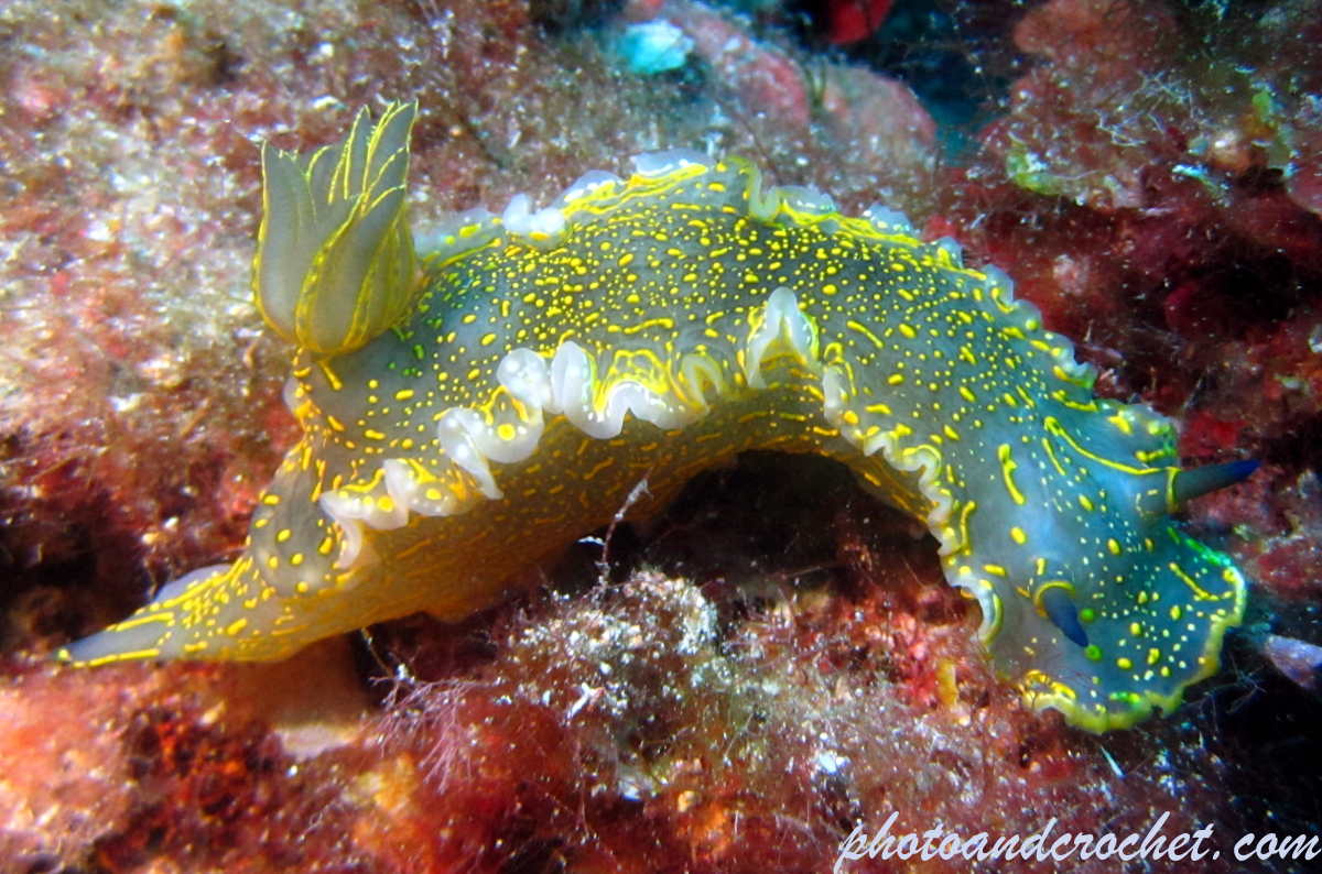 Nudibranch - Image