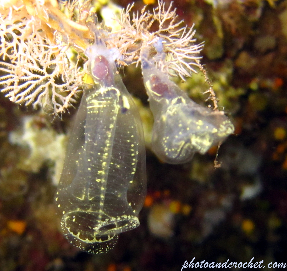 Glass bell tunicate - Image