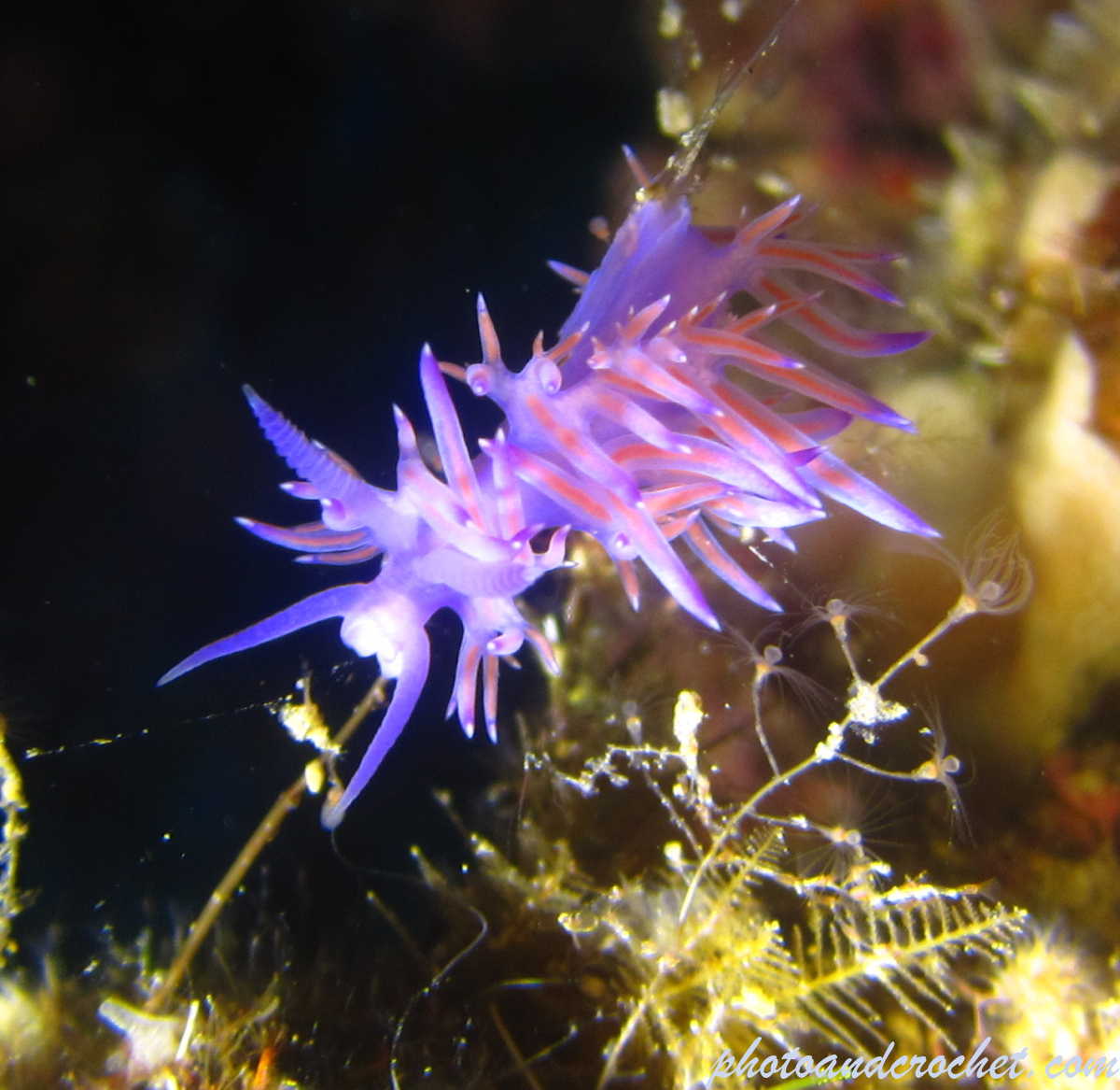 Nudibranch - Image