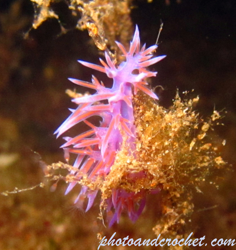 Nudibranch - Image