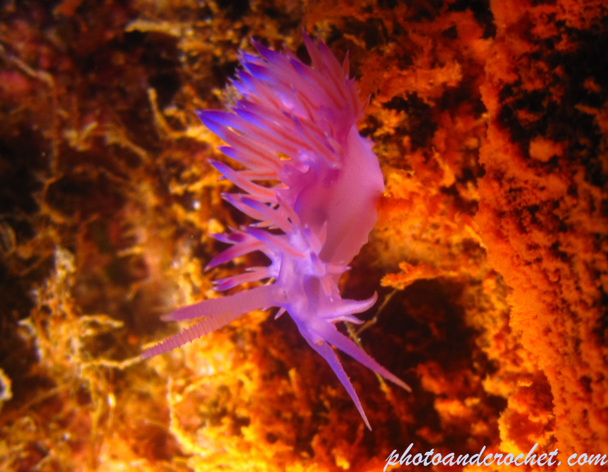 Nudibranch - Image