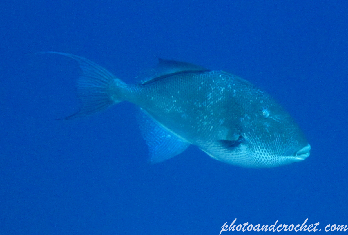 Triggerfish - Image