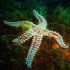 Spiny Starfish - Image