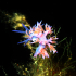 Nudibranch - Image