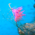 Nudibranch - Image