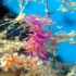 Nudibranch - Image