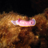 Nudibranch - Hypselodoris valenciennesi