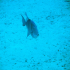Triggerfish - Image