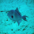 Triggerfish - Image