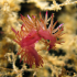 Nudibranch - Image