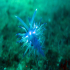 Nudibranch - Image