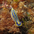 Nudibranch - Image