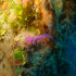 Nudibranch - Image