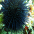 Black sea urchin - Arbacia lixula - Close up