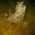 Sea hare - Image